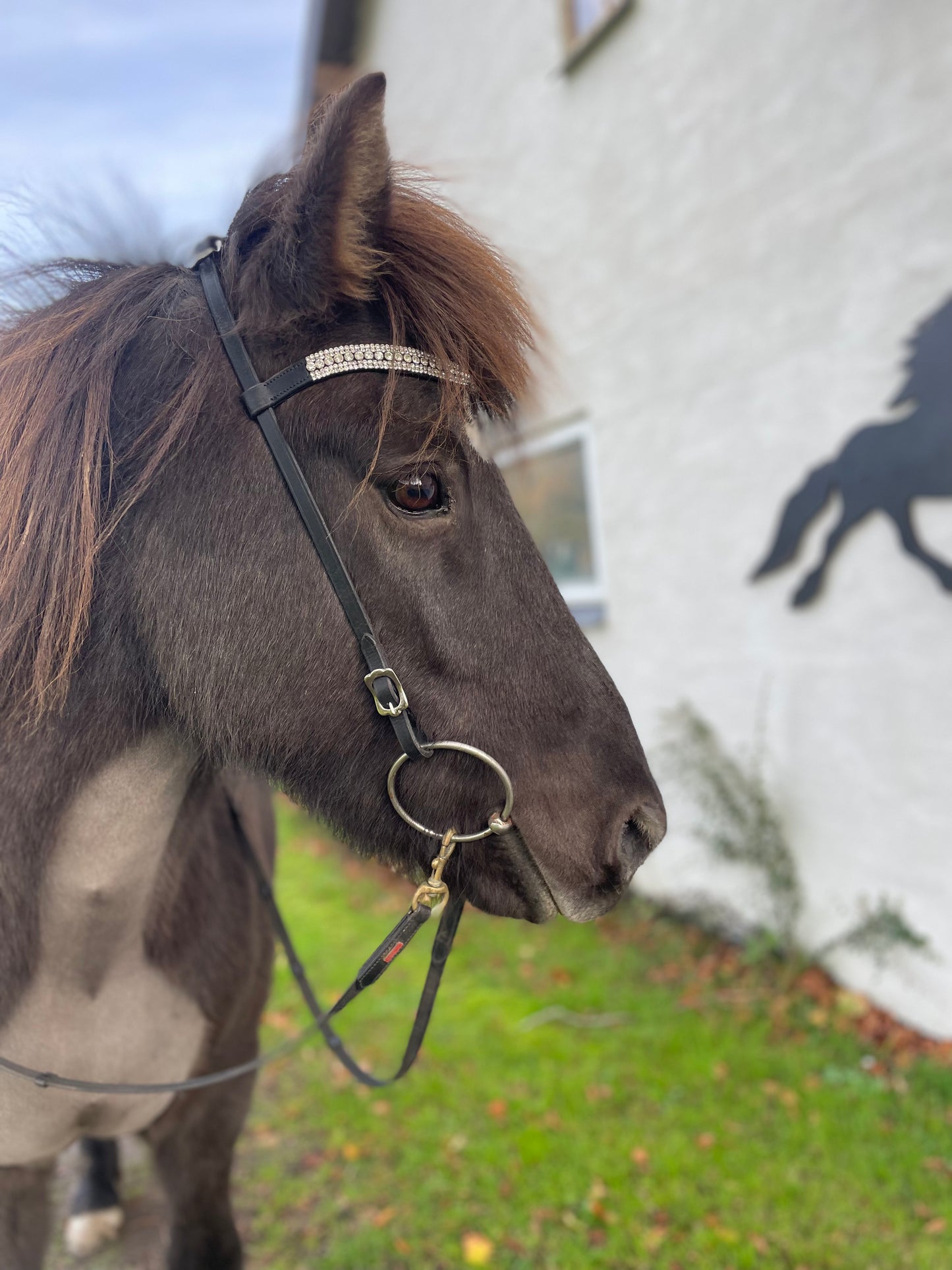 Hestagallery Blika nakkerem og pandebånd med hvide sten